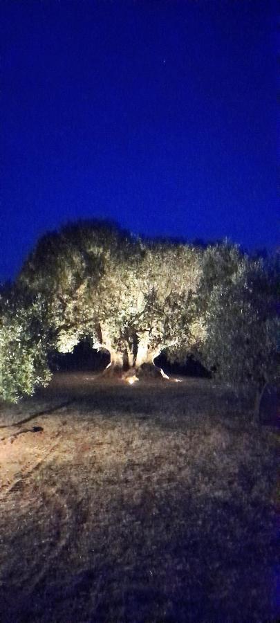 Agriturismo Il Vecchio Olivo Castagneto Carducci Eksteriør bilde