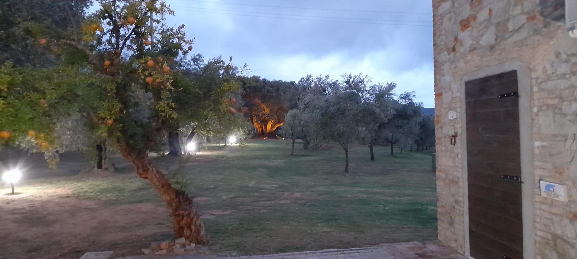 Agriturismo Il Vecchio Olivo Castagneto Carducci Eksteriør bilde